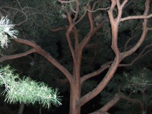 010_R_2.JPG