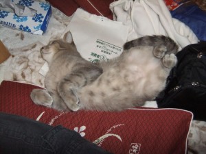 2012_006_R.JPG