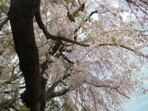 DSC00414_R.JPG