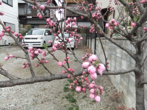 DSCF1420_R.JPG