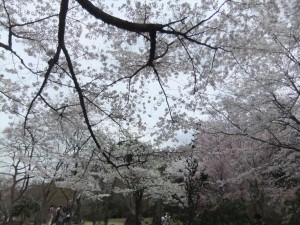 DSCF1453_R.JPG