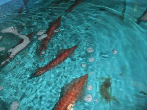 DSCF1554_R.JPG