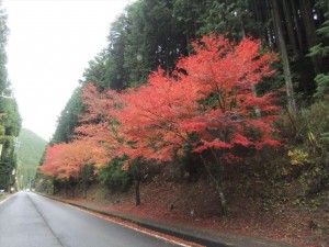 DSCF1974_R.JPG