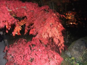 DSCF2045_R.JPG