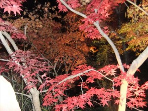 DSCF2049_R.JPG