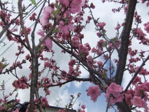 DSCF2273_R.JPG