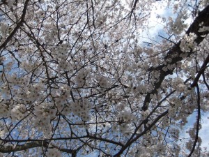 DSCF2304_R.JPG