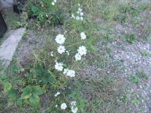 DSCF2656_R.JPG