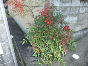 DSCF2721_R.JPG