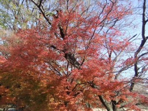 DSCF2736_R.JPG