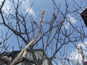 DSCF2909_R.JPG