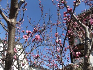 DSCF2939_R.JPG
