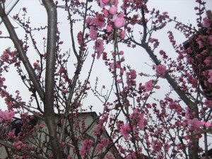 DSCF2952_R.JPG