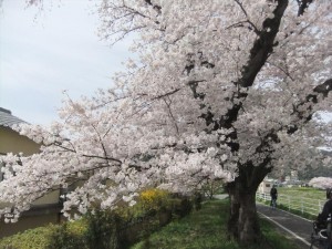 DSCF2998_R.JPG